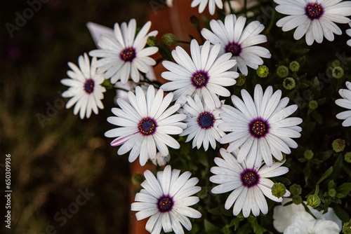 Bunch of white African daisy flowers against green leaves. Macro flower photography