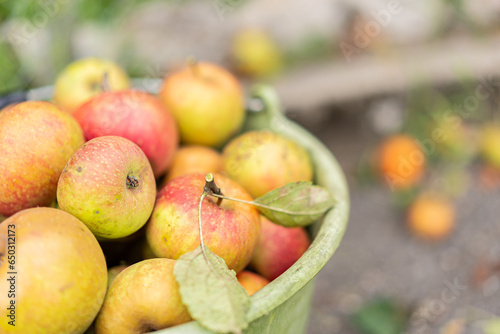 Closeup of green bucket full of big Boskoop apple. Blurred background. photo