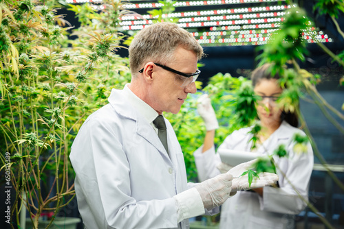 A researcher is investigating quality and analyzing cannabis plants that are being grown in a greenhouse. Herbal alternative for medicine.