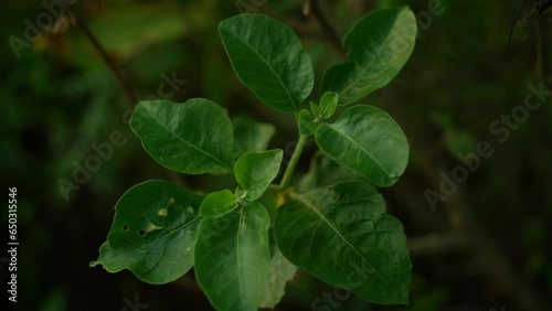 Ashwagandha with green leaves swaying by the wind under the shade of big trees in the forest. photo