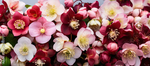 Christmas Rose Helleborus Flowers in garden, close up, Hellebore winter  Rose blooms photo