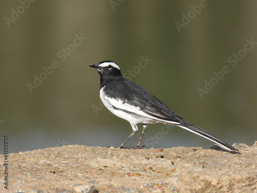 A wagtail photographed near a lake