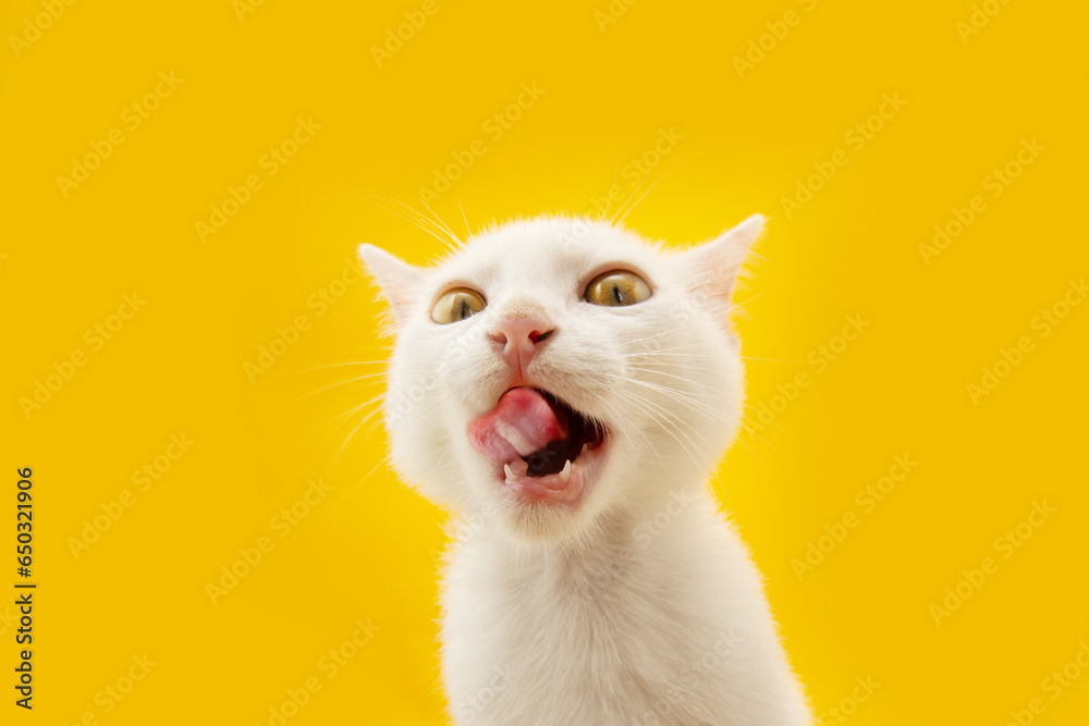 Hungry kitten cat eating and licking ita lips with tongue. Isolated on yellow colored background on summer springtime season. - obrazy, fototapety, plakaty 