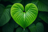 Green leaf in the shape of a heart in the nature