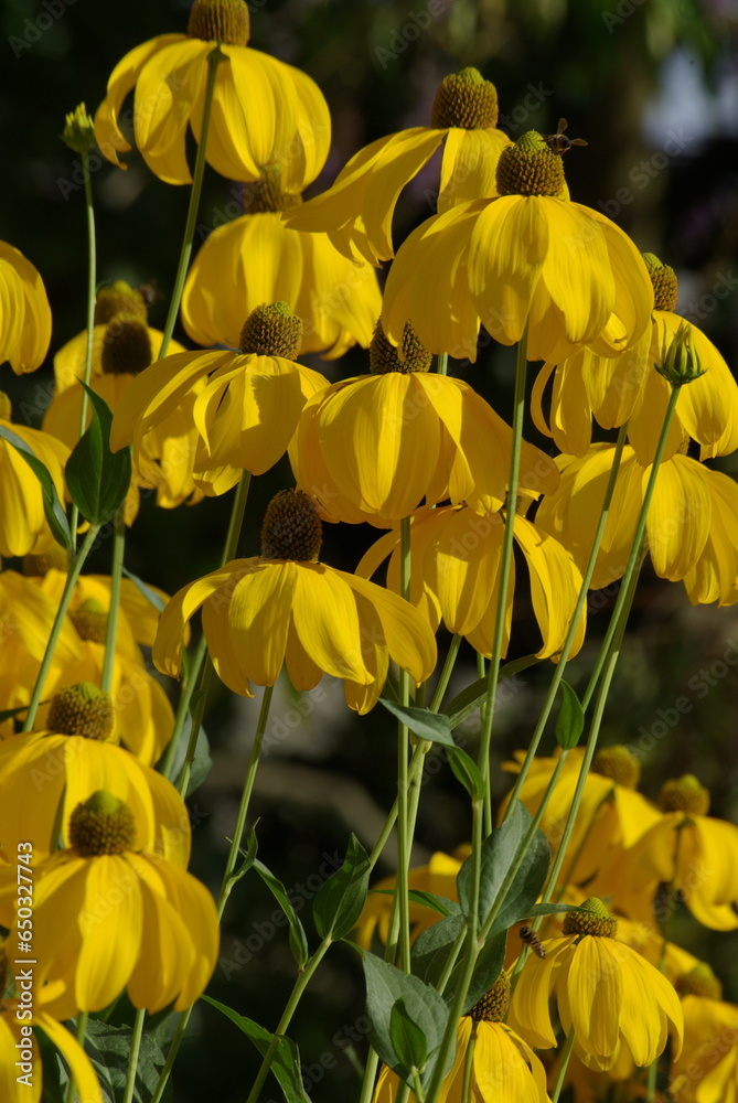 Obraz premium Rudbeckia jaune au jardin en été