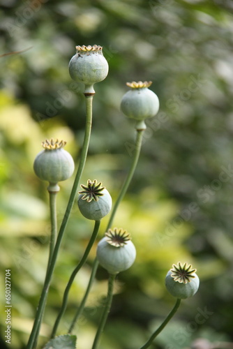  Capsules de pavots d'Orient en été au jardin