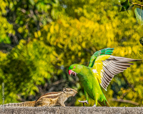A parrot and a Squirrel