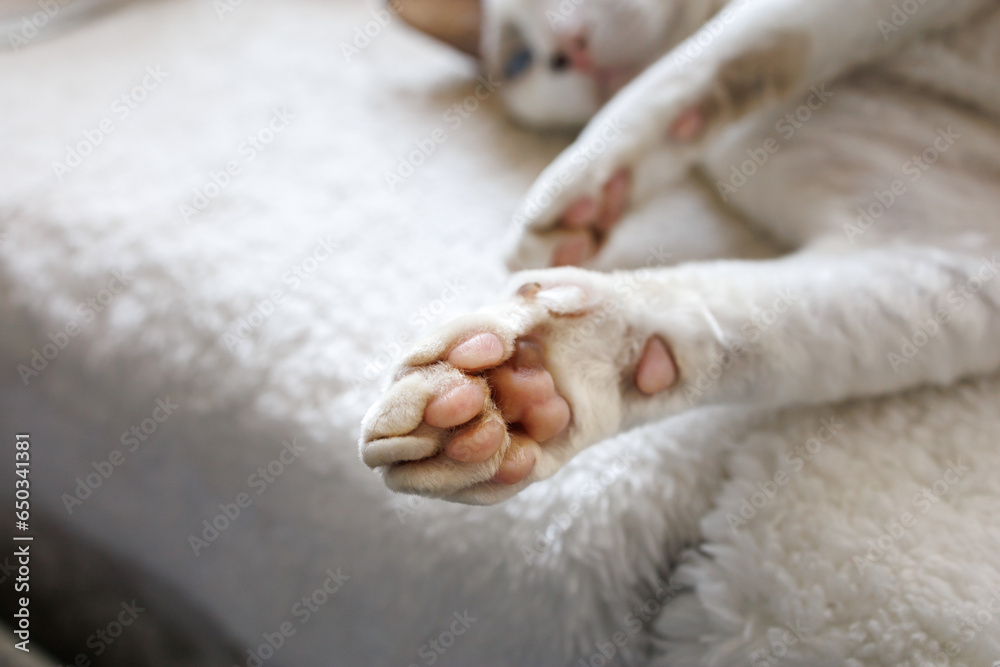 Kitty's paws are outstretched White Devonrex kitty with blue eyes. Kitty's paws are outstretched White Devonrex kitty with blue eyes.
