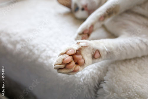 Kitty's paws are outstretched White Devonrex kitty with blue eyes.