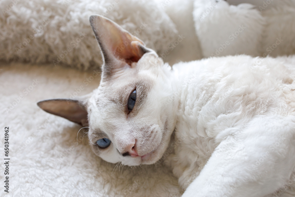 The kitten was lying on the white carpet. White Devonrex kitty with blue eyes. The kitten was lying on the white carpet. White Devonrex kitty with blue eyes.