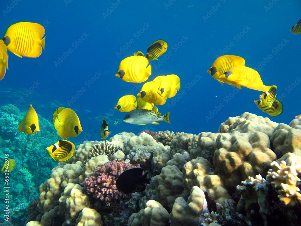 Fototapeta premium Colorful tropical fish on a coral reef, amazingly beautiful fairy world. In the coral gardens of the Red Sea.