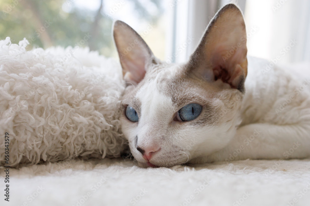 The kitty put his muzzle on the white mat. White Devonrex kitty with blue eyes. The kitty put his muzzle on the white mat. White Devonrex kitty with blue eyes.