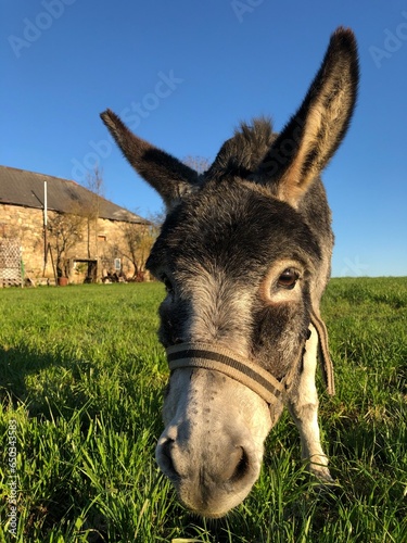 Donkey © Richard