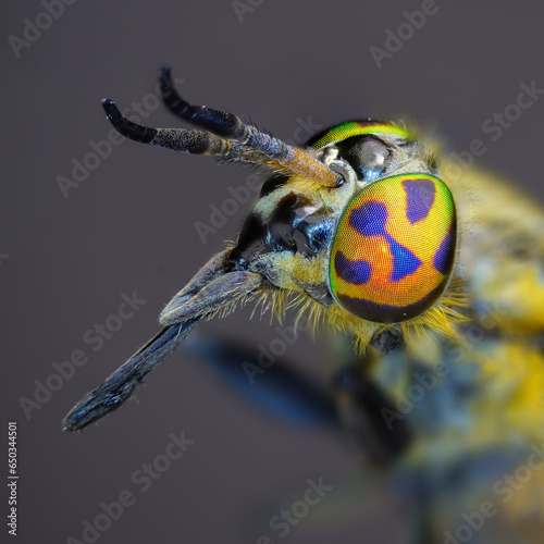 Horse fly colorful eye, tabanidae, macro