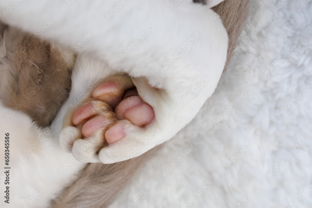 The white kitty tucked her paws under herself. White Devonrex kitty with blue eyes. The white kitty tucked her paws under herself. White Devonrex kitty with blue eyes.