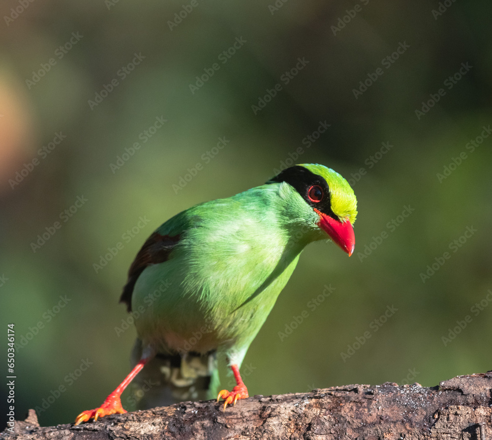 The common green magpie bird from woods of sattal, Uttarakhand The common green magpie bird from woods of sattal, Uttarakhand