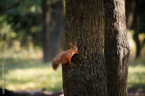 A red squirrel runs up and down a tree post. © Roman