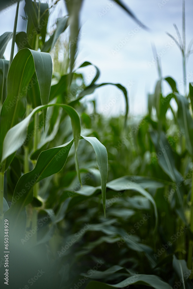 Corn. Green leaves of the crop.