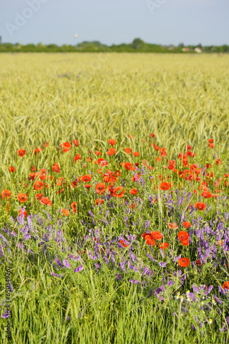 wheat field, grain, forage, healthy food
