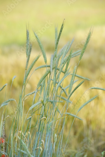 wheat field, grain, forage, healthy food