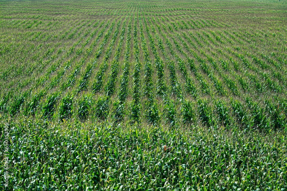 Cornfield with rows of green corn stalks growing on farmland aerial drone photo from above. Cornfield with rows of green corn stalks growing on farmland aerial drone photo from above.