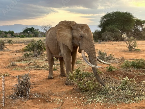 Big elephant in the midday sun with green grass in Ambosely National Park