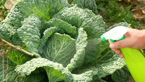 Natural cabbage treatment, spraying a natural mixture on the foliage to repel caterpillars and worms, pieris brassicae. Spray of nettle compost, cabbage leaf manure, tomato shoot manure photo