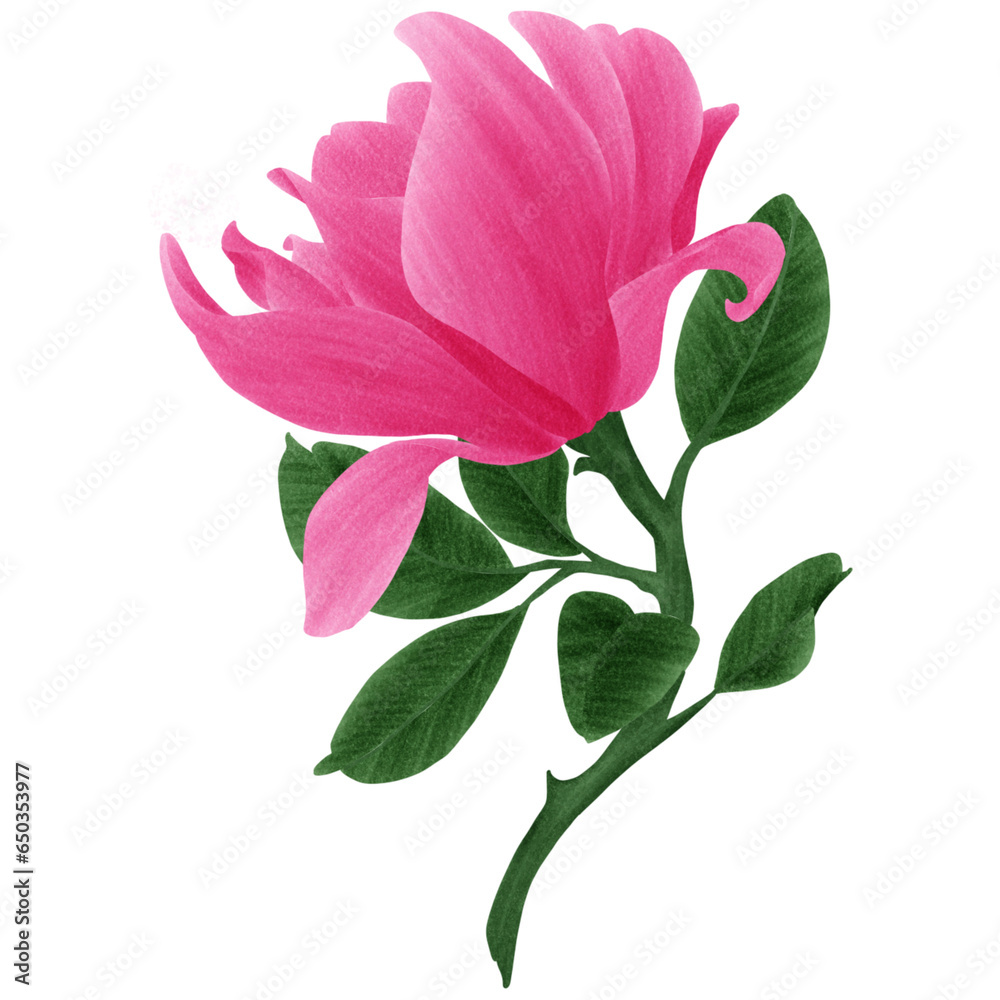 pink rose flower pink rose flower