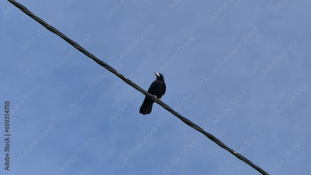Bird Rook, Corvus frugilegus sitting on black cables against blue sky on sunny autumn day - real time. Topics: ornithology, fauna, natural environment, season Bird Rook, Corvus frugilegus sitting on black cables against blue sky on sunny autumn day - real time. Topics: ornithology, fauna, natural environment, season