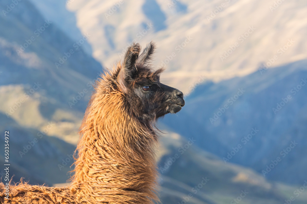 Fototapeta premium Llama