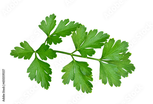 Green flat leaf parsley leaves isolated cutout on transparent