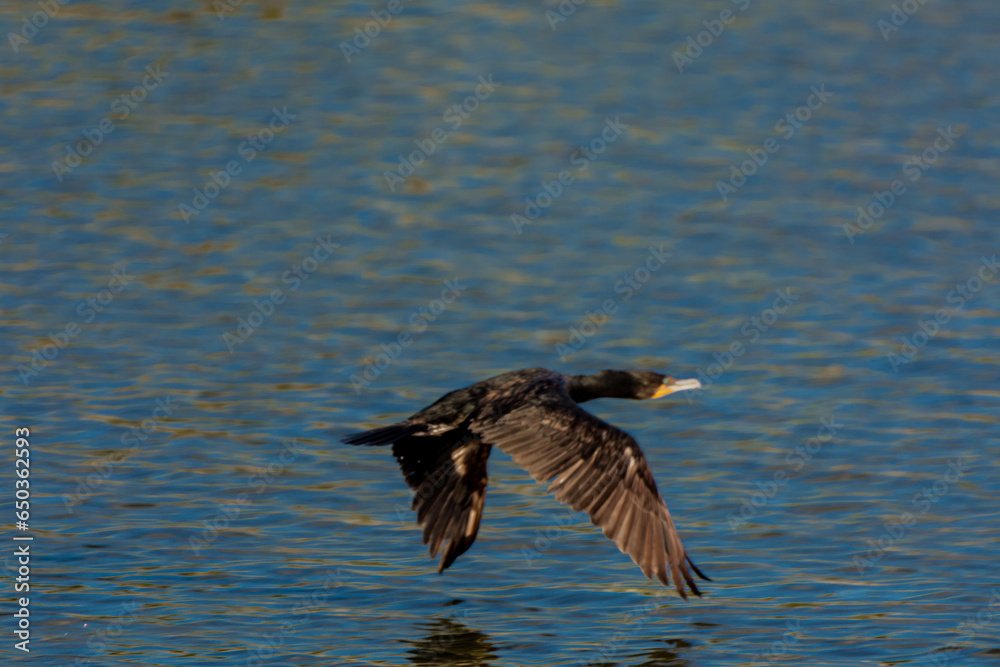 Double-crested cormorant in lake