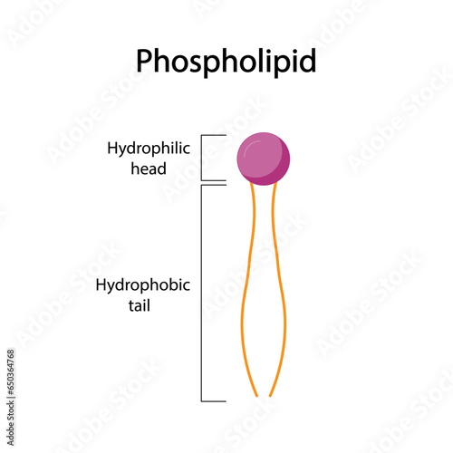Phospholipid Molecule Structure. Hydrophilic Head which is a polar head and Hydrophobic Tails which are hydrophobic fatty acid tails. Cell membrane component. Vector Illustration.