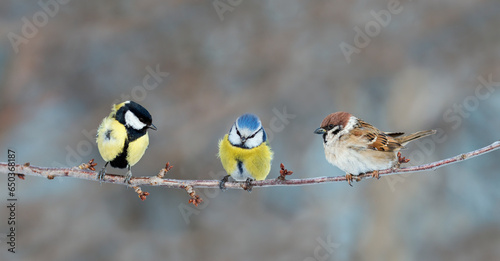 three different birds tits and a sparrow are sitting on a branch in the park