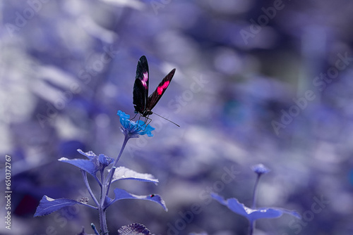 Black butterfly with pink and white patches sitting on blue flower photo