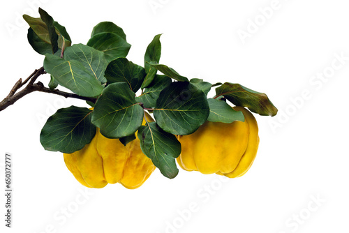 Ripe yellow juicy quince (Cydonia oblonga) on branch with green leaves on a white background photo