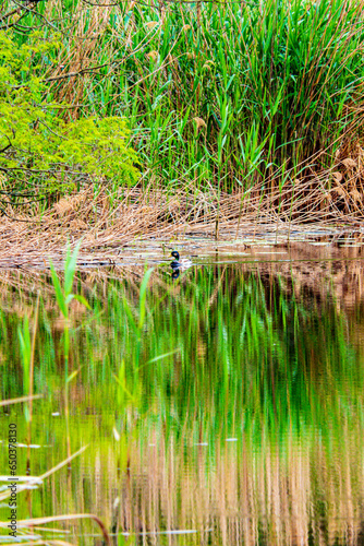 A wild duck floats on the water in the reeds