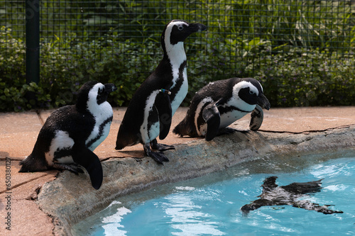penguins at zoo 