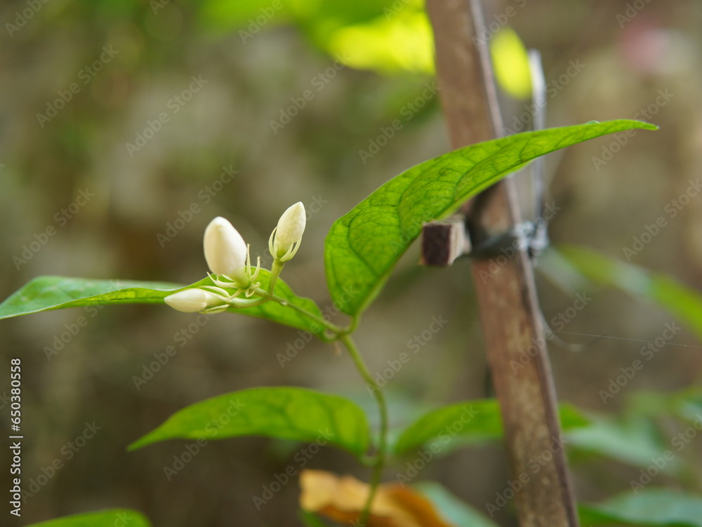 flower buds and leaves of jasmine plants flower buds and leaves of jasmine plants
