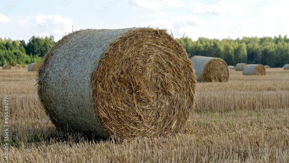 hay circles on the field before harvesting