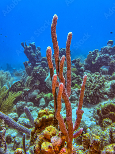 Amphimedon compressa, rope sponge photo