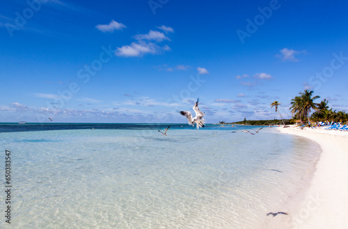 Little Stirrup Cay Island Tourist Beach With Seagulls