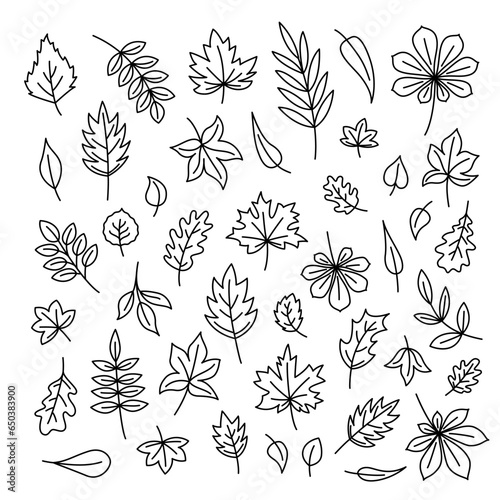 Leaves in line art style. Set of black and white leaves in line art style. Vector