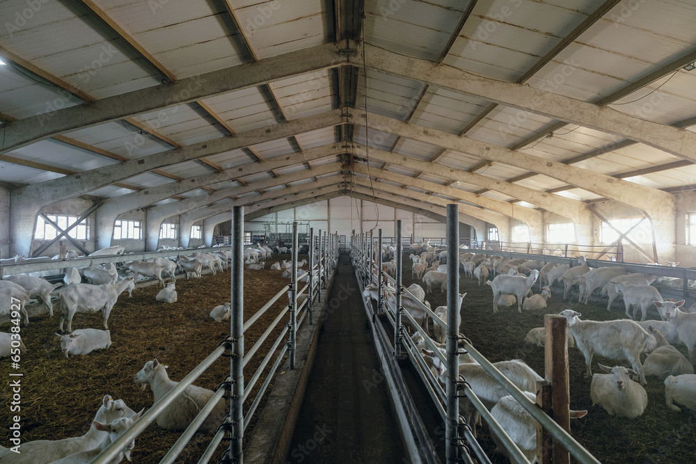 Goat farm. Interior of a goat house building. Central passage. Goat farm. Interior of a goat house building. Central passage.