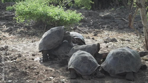 Galapagos giant tortoise, Chelonoidis niger, is a reptile species, that is endemic to the Galapagos islands in the pacific ocean of Ecuador. photo