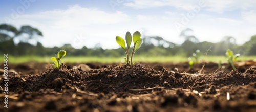 Regenerating Australian farm with soil microbe growth