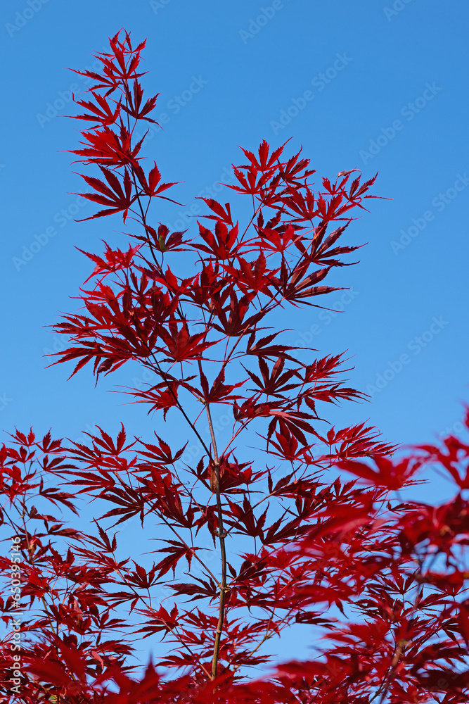 Japanischer Fächerahorn, Acer palmatum, vor blauen Himmel Japanischer Fächerahorn, Acer palmatum, vor blauen Himmel