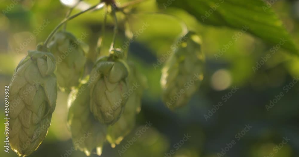 Hop cones hang on the branch of a bush. Product for beer production. The sun's rays shine on the hops. Hop cones hang on the branch of a bush. Product for beer production. The sun's rays shine on the hops.