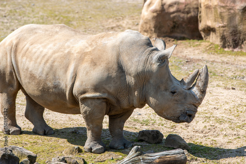 white rhino also square-lipped rhinocero (in german Breitmaulnashorn also Breitlippennashorn) Ceratotherium simum