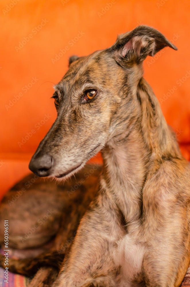 Fototapeta premium Spanish Greyhound -Galgo- portrait